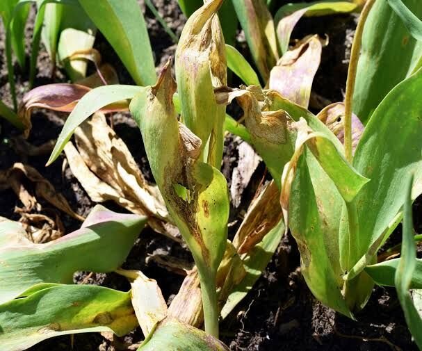 Early seedling growth trial