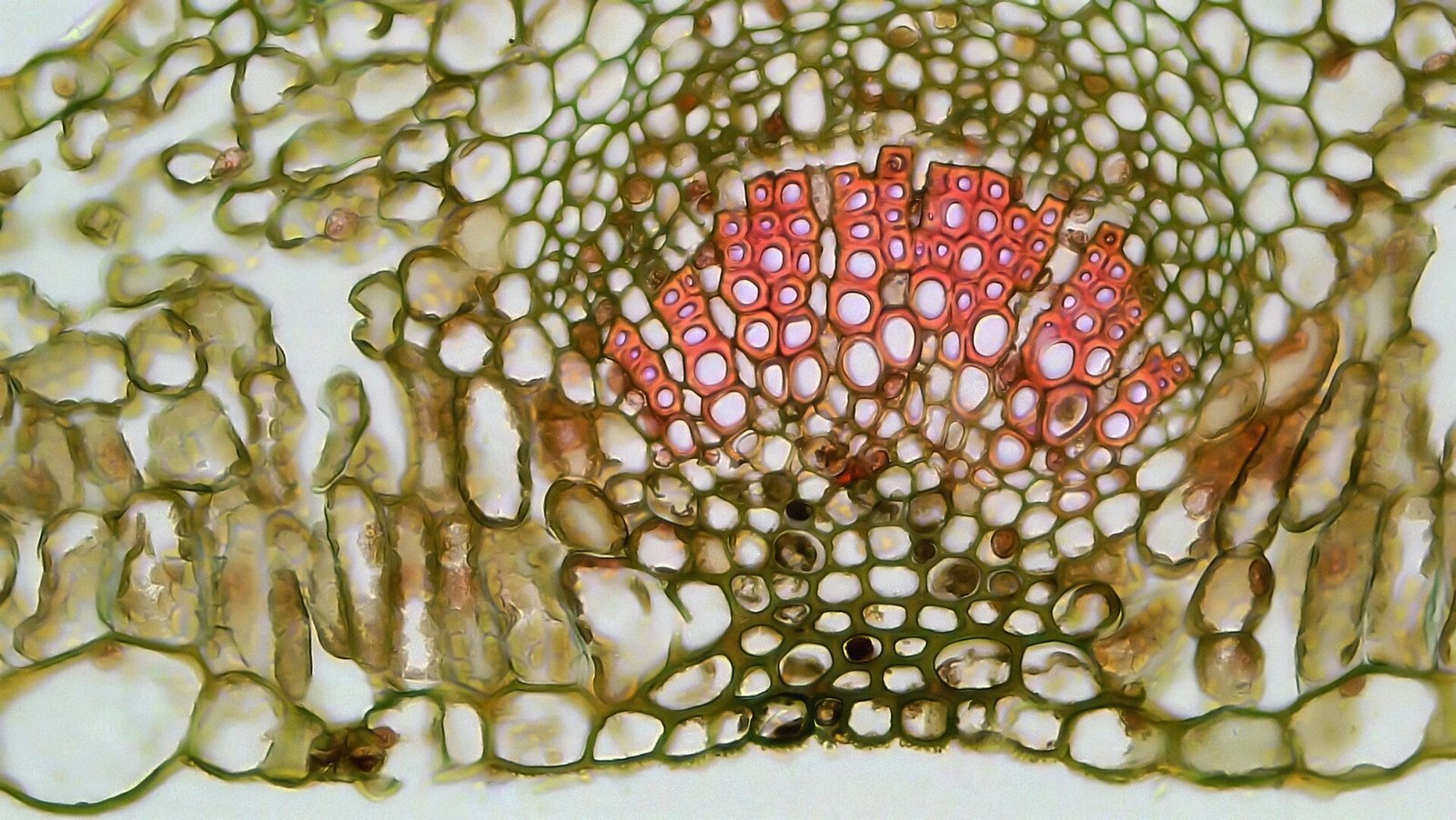 Plant cross-section microscopy